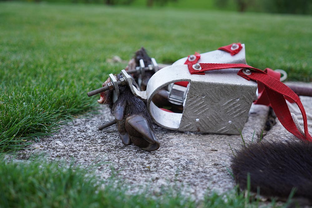 Mit dem Fährtenschuh getretene Fährten verlangen vom Hund eine konzentrierte Arbeit.