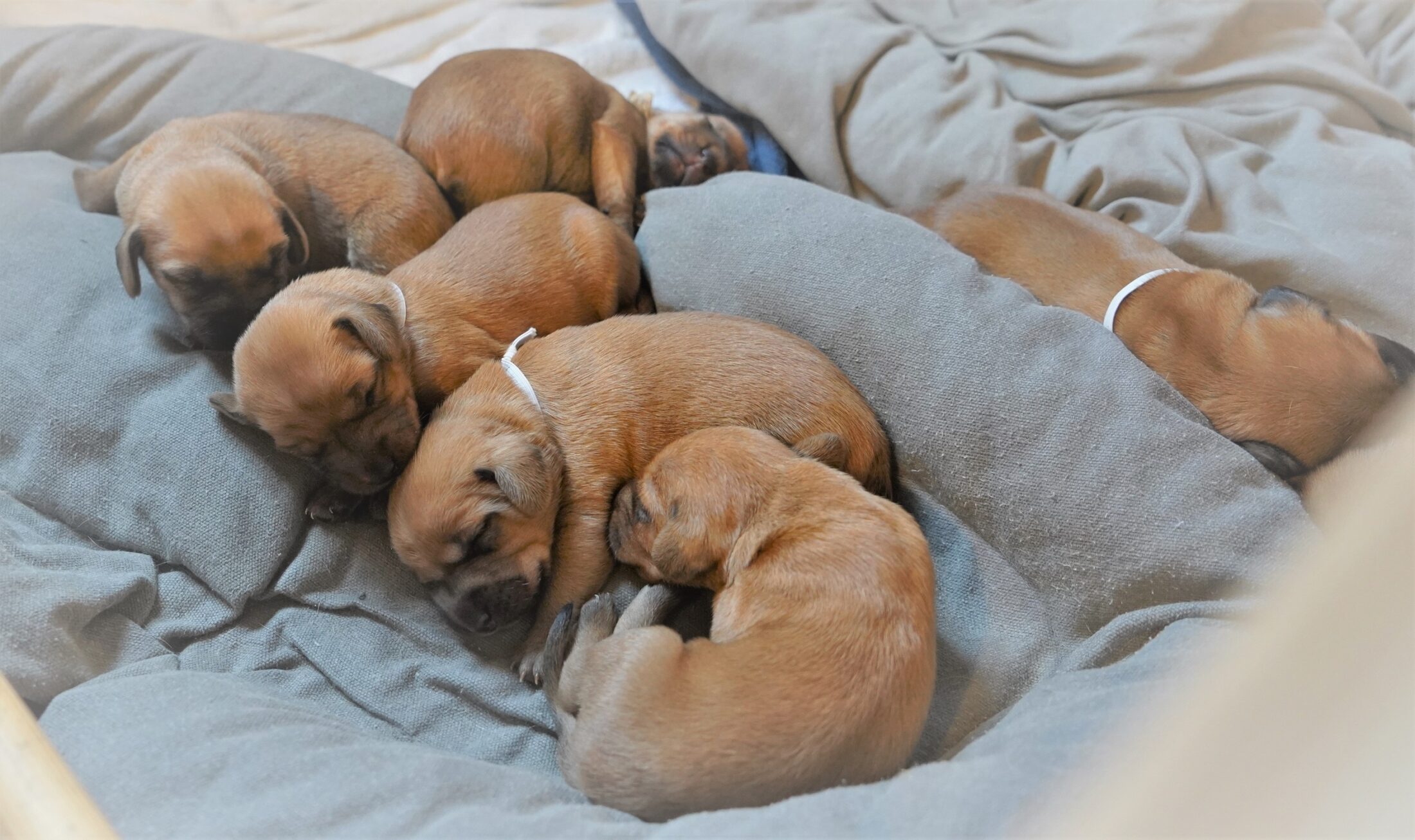 Aimy knuffelt Arnold 2500