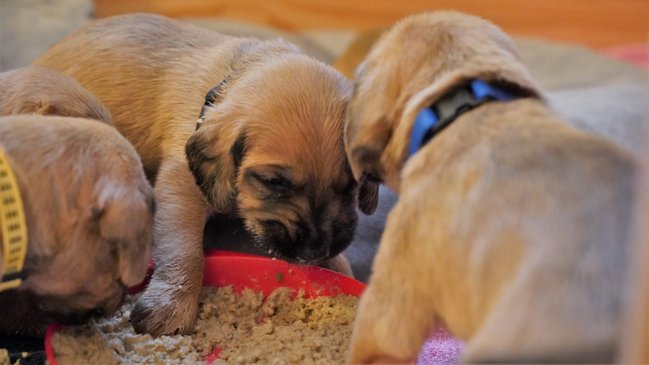 Arnold an der Futterschüssel 2500