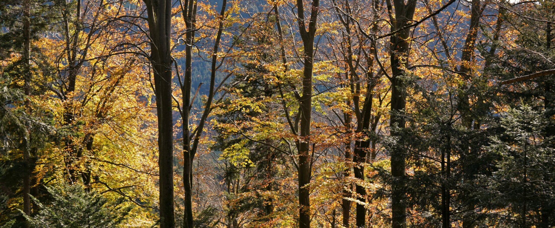 Herbstwald