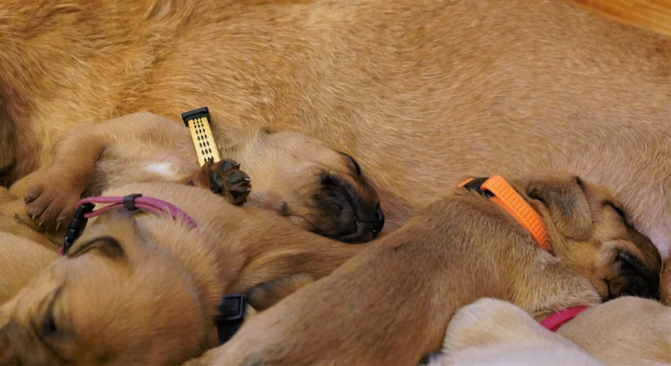 Mammas Kuschelhasen Ayla und Aimy 2500 (2)