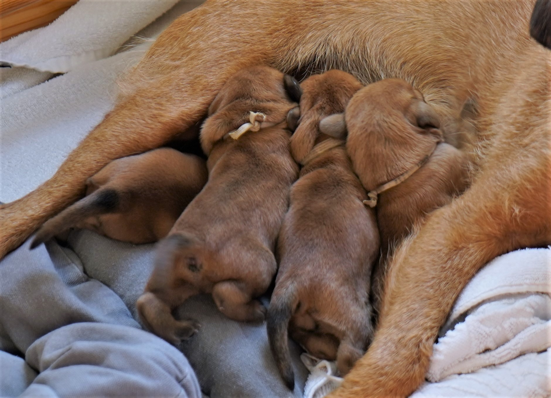 Schwanzwedeln klappt!
