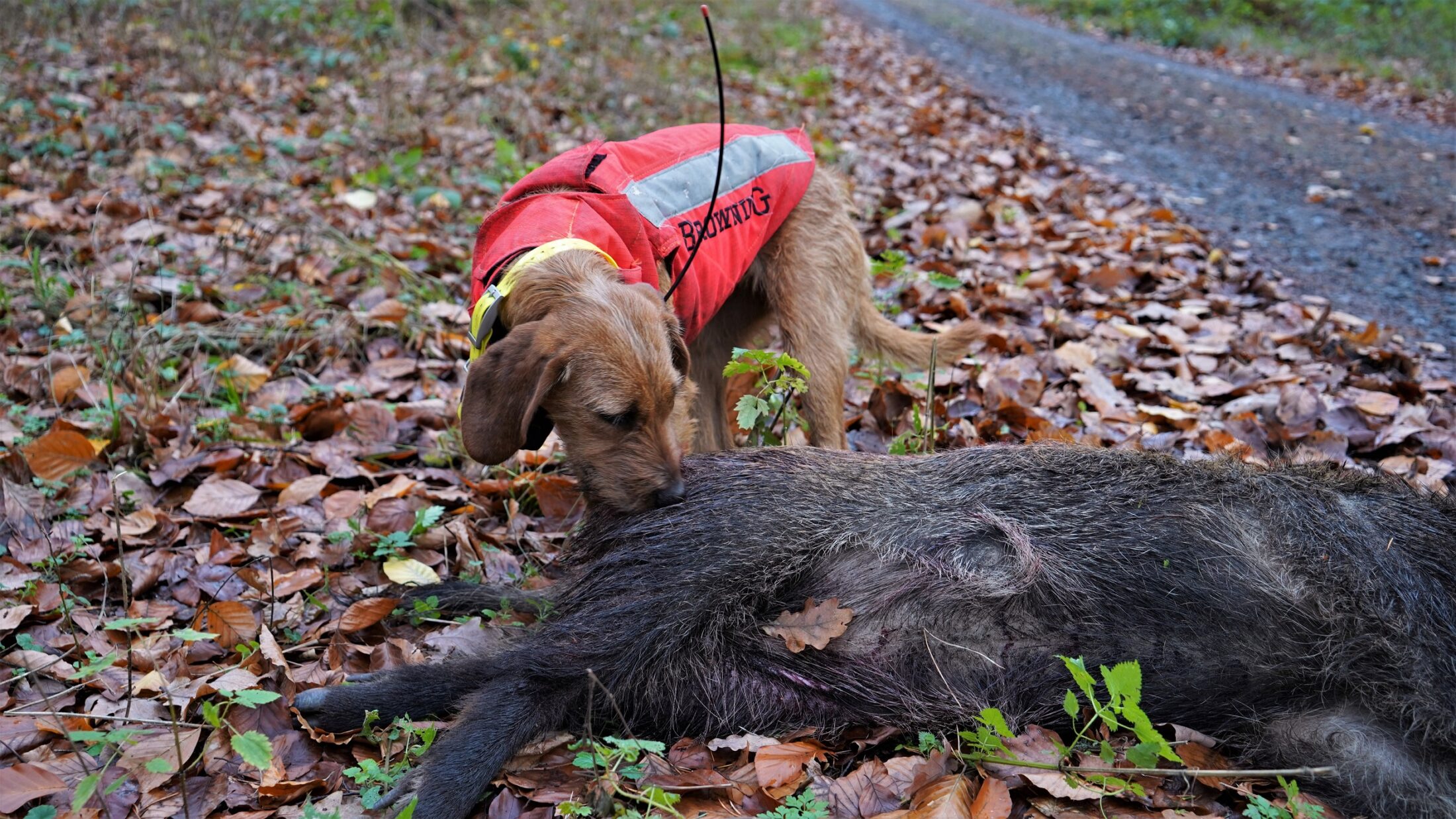 Überläufer und Ayla 1