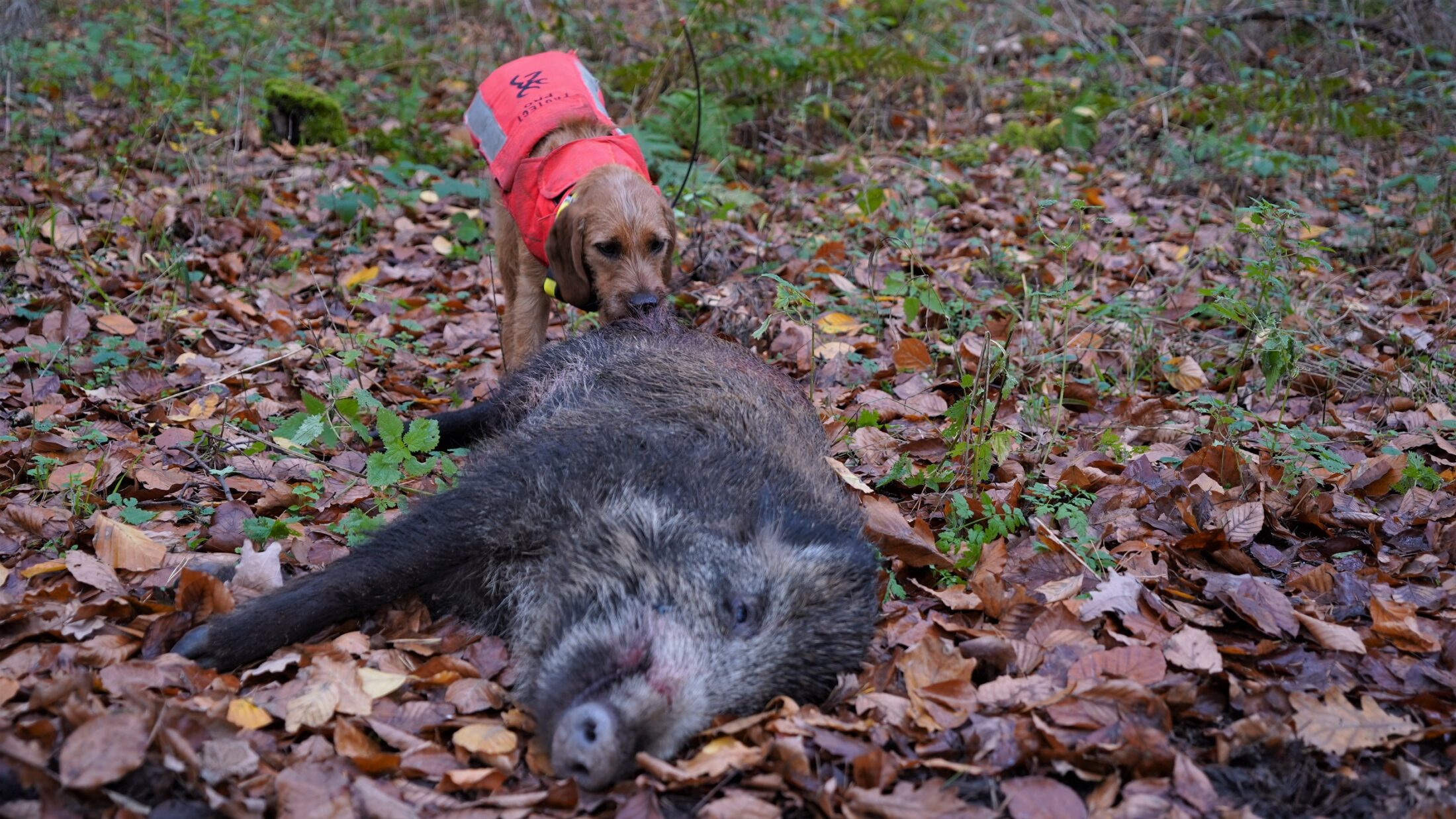 Überläufer und Ayla 2