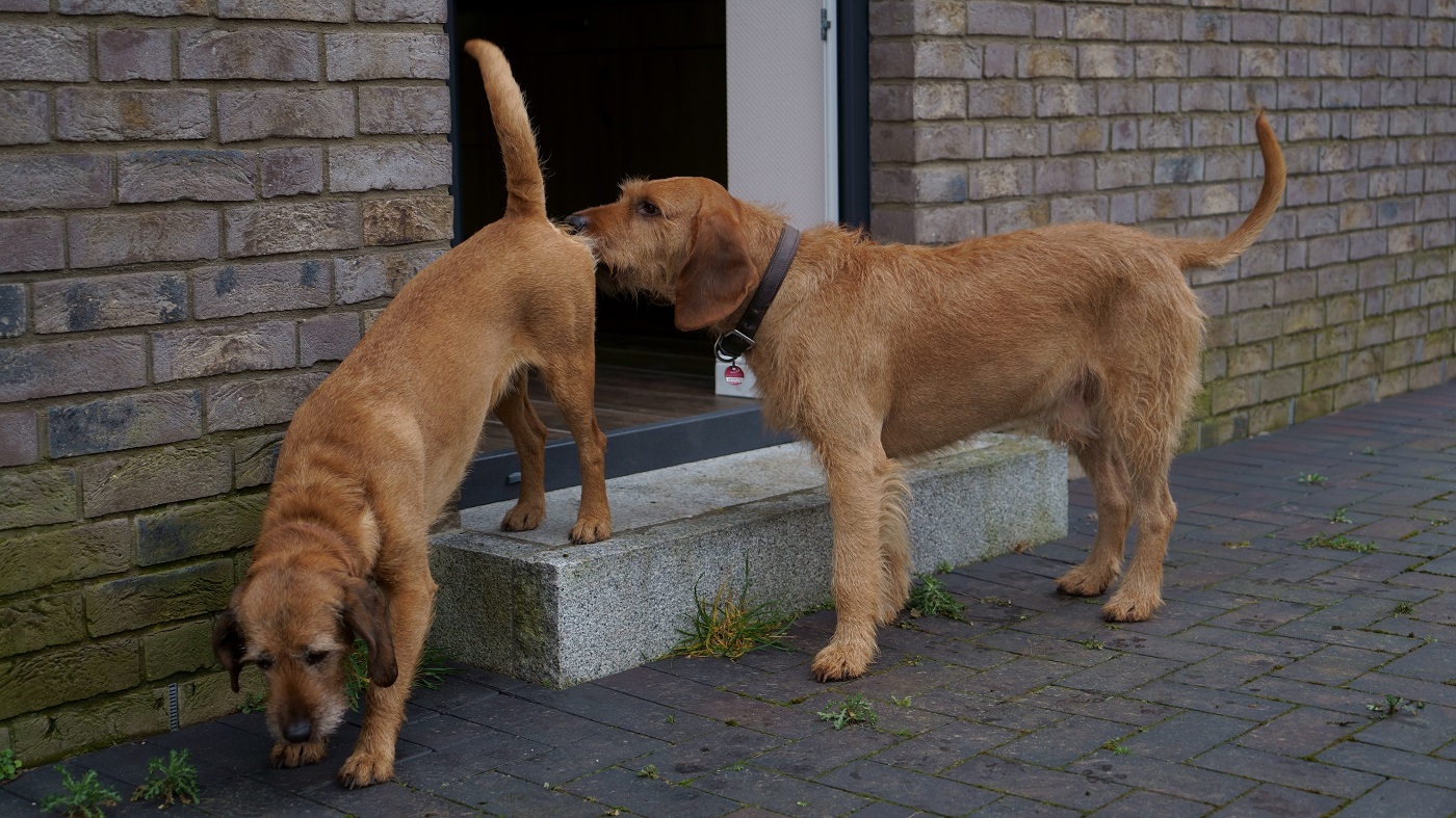 Ich will doch nur mal riechen1400