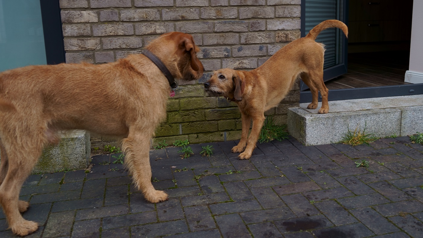 Öh ich bin der Attila1400