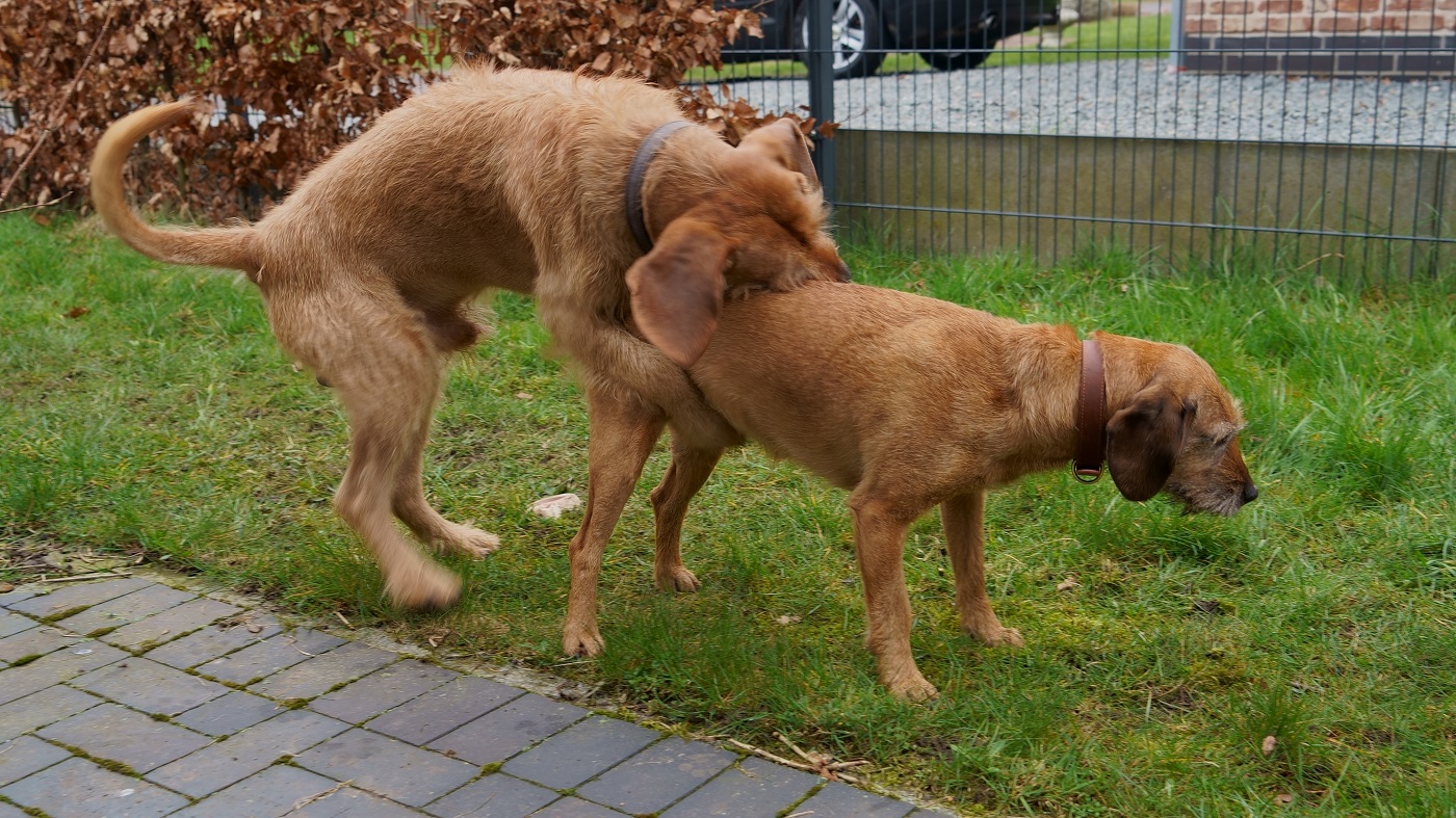 Will doch nur schmusen1400