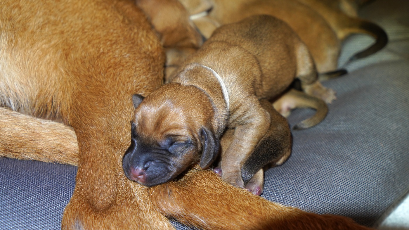 Benny 2_Insta B-Wurf Welpen