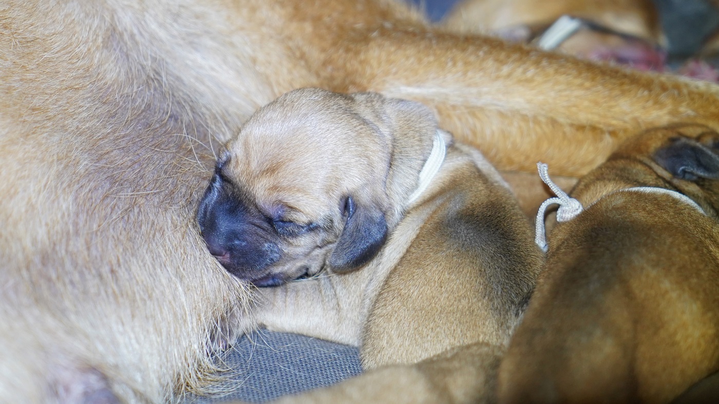 Bonita_Insta Bonita B-Wurf